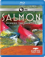 Salmon: Running the Gauntlet, Salmon Fact Sheet, Nature