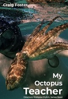 lolwut rated My Octopus Teacher 4 / 10