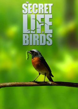 The Secret Life of Birds (2011)