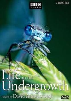 Life in the Undergrowth (2005)