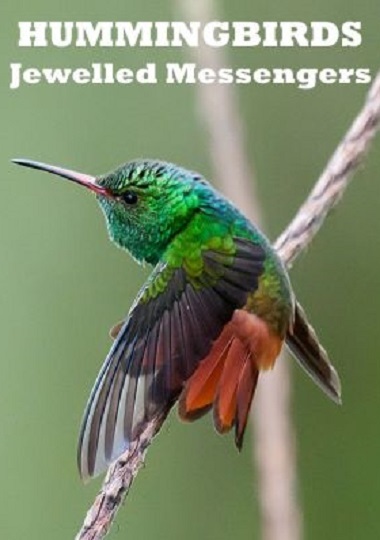 Hummingbirds: Jewelled Messengers (2012)