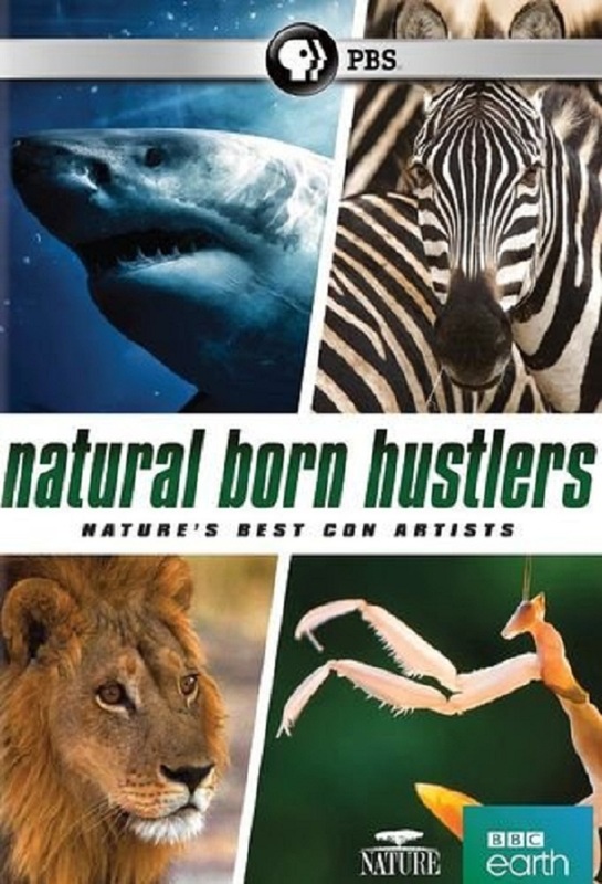 Natural Born Hustlers (2016)