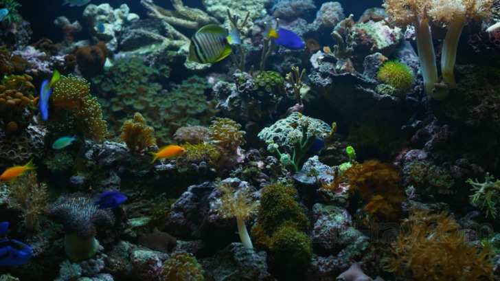 その他 Exotic Saltwater Aquarium Sd [DVD] Saltwater Aquarium Vision (DVD), World Wide Multi Med