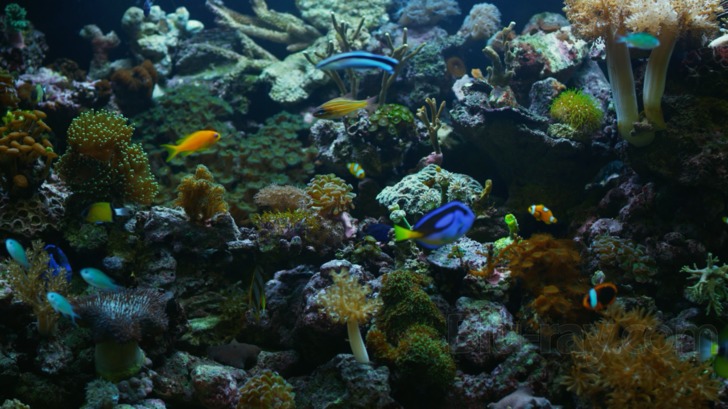 (未使用･未開封品)　Exotic Saltwater Aquarium [Blu-ray] [Import] sdt40b8 Amazon.com : Orlushy DC-4000 Silent Swirl Controllable DC