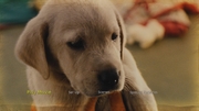 Marley and Me Blu-ray (Blu-ray + DVD + Digital HD)