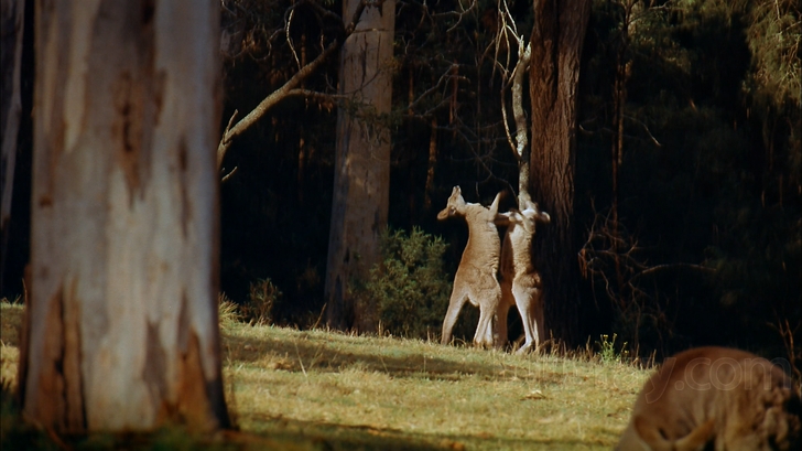 Australia: Land Beyond Time Blu-ray (IMAX)