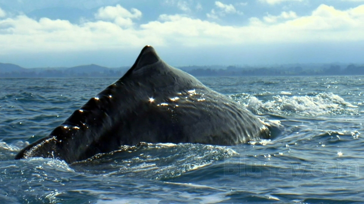 Wild Pacific Blu-ray