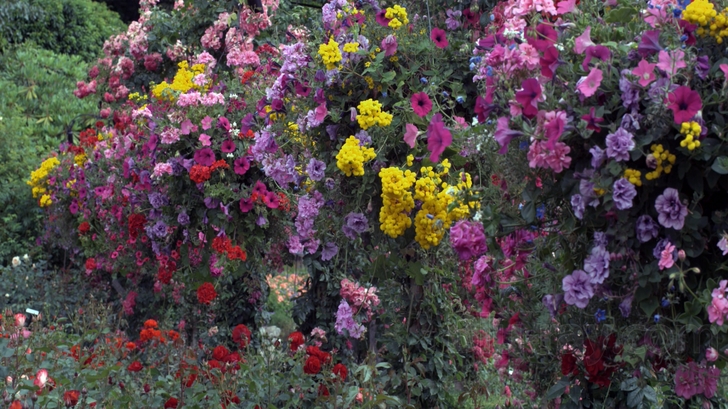 HD Moods Flowers Blu-ray 