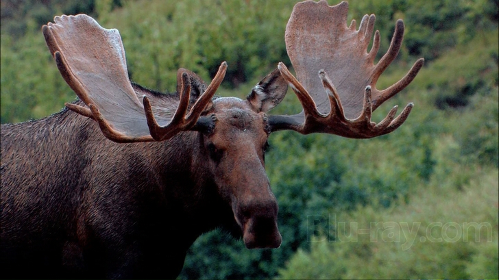 Scenic National Parks: Alaska and Hawaii Blu-ray