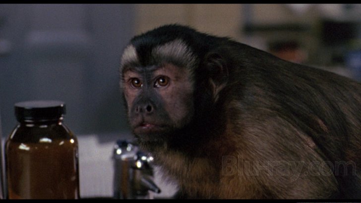 Monkey Shines Blu-ray (Eureka Classics) (United Kingdom)