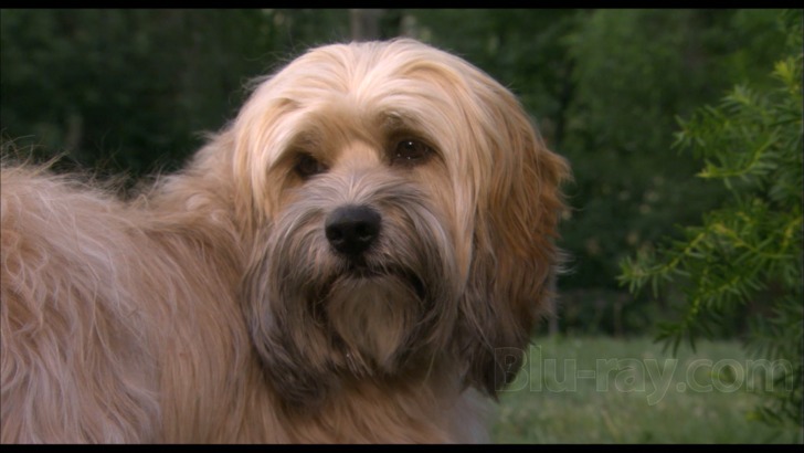 その他 Benji: Off The Leash [Blu-ray] Import Benji: Off the Leash! Blu-ray (Remastered)