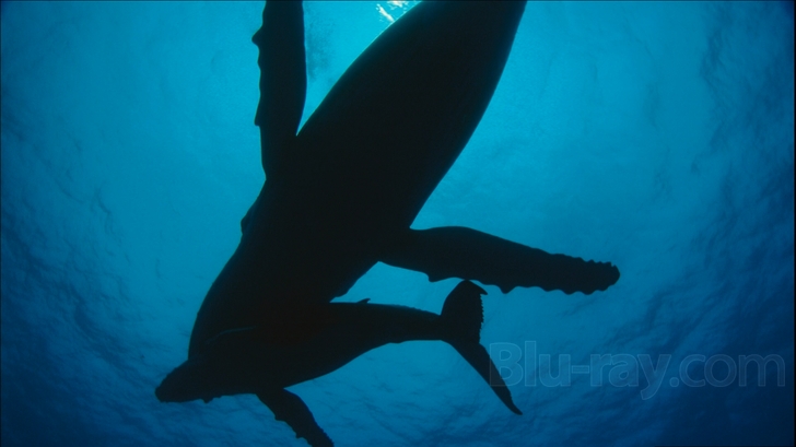 その他 Ocean Voyagers [Blu-ray] Ocean Voyagers Blu-ray