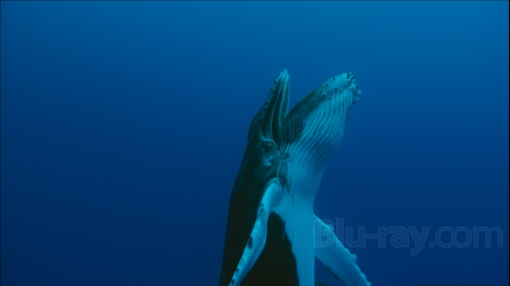 Ocean Voyagers Blu-ray