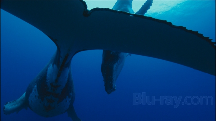 その他 Ocean Voyagers [Blu-ray] Ocean Voyagers Blu-ray