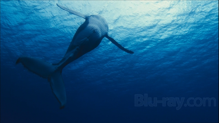 Ocean Voyagers Blu-ray