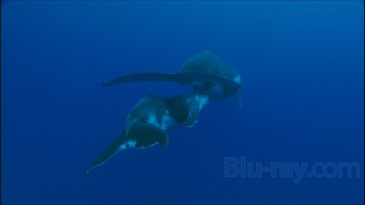 その他 Ocean Voyagers [Blu-ray] Ocean Voyagers Blu-ray