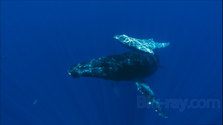 Ocean Voyagers Blu-ray