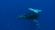 Ocean Voyagers Blu-ray