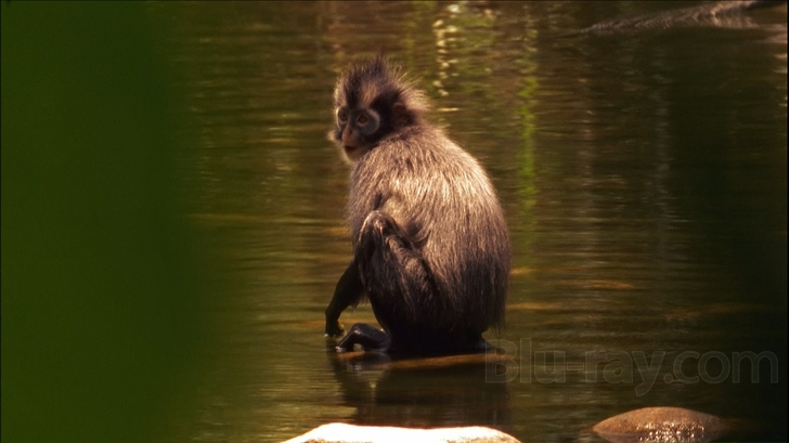 Wild Asia 1: In the Realm of the Red Ape Blu-ray