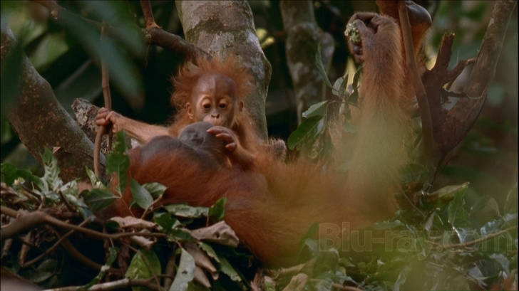 その他 Wild Asia: In the Realm of the Red Ape [Blu-ray] Amazon.com: Planet of the Apes Triple [Blu-ray] [2017