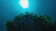 その他 Equator: Reefs of Riches [Blu-ray] Equator: Reef of Riches Blu-ray