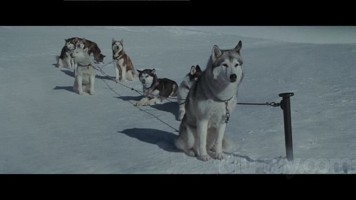 Eight Below