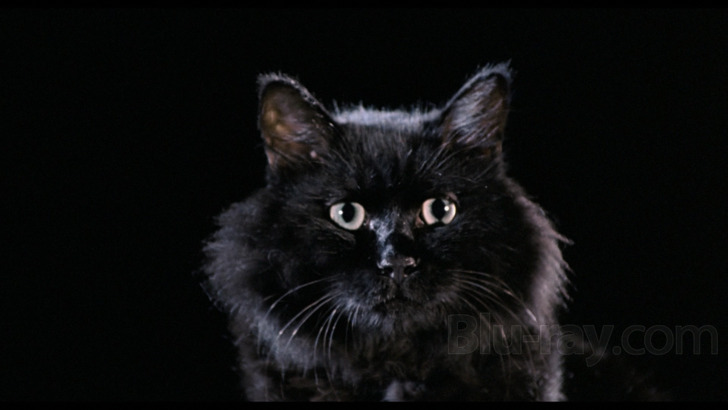 The Cat Blu-ray (衛斯理之老貓 / Lo mau)