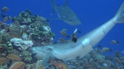 jean michel cousteau sharks 3d