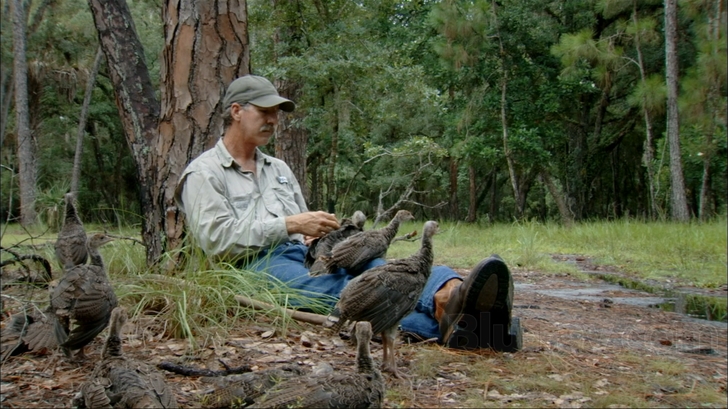 Nature: My Life As A Turkey Blu-ray