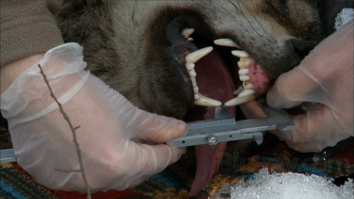 Radioactive Wolves Blu-ray (Nature: Radioactive Wolves)