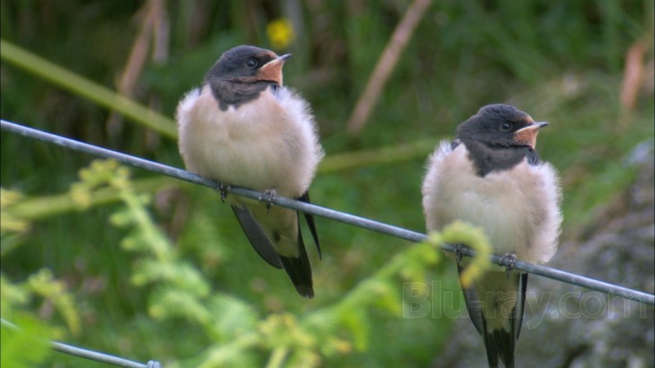 Secret Life Of Birds Blu-ray Release Date April 17, 2012