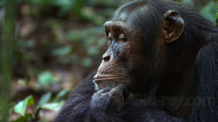Chimpanzee Blu-ray Release Date August 21, 2012 (Disneynature)