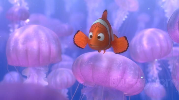 Finding Dory didn't endanger blue tang fish, say researchers studying the ' Nemo effect