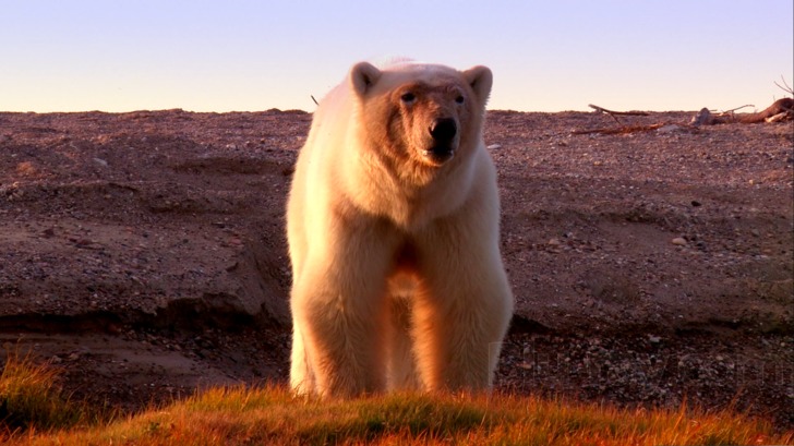 Polar Bears 3d Ice Bear Blu Ray Blu Ray 3d Blu Ray